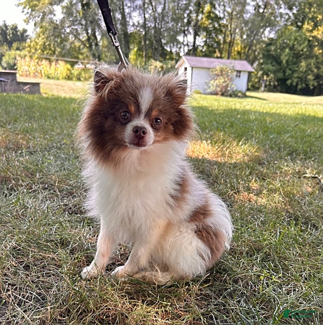 Pomeranian dogs for sale: Teddy - Ad 5