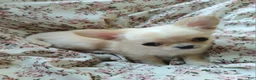 Chihuahua dogs for sale: Applehead boy Hand Delivery  - Ad 4
