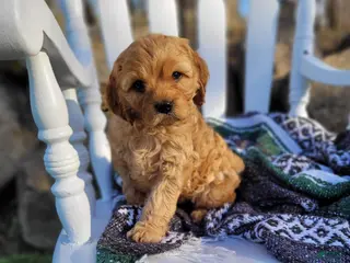 Cavapoo dogs for sale: Cavapoo Puppy 2 - Ad 1