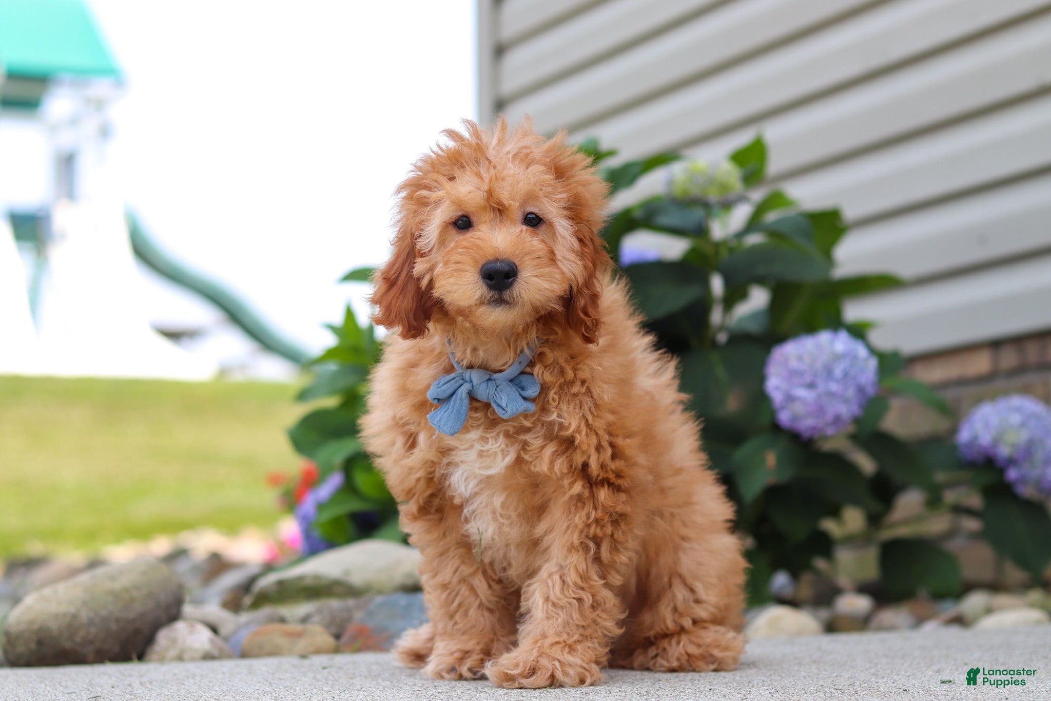 Mini Goldendoodle dogs Chase - Ad 1