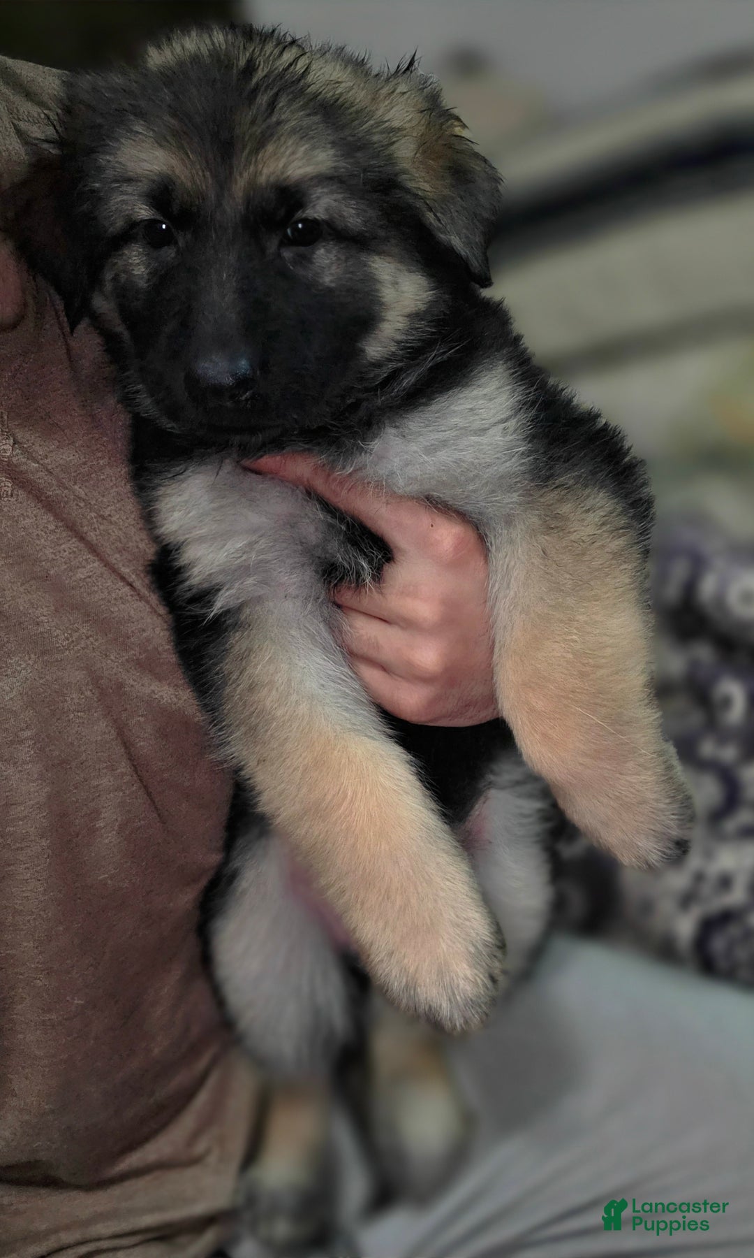 German Shepherd dogs for sale: Zara (4) - Ad 5