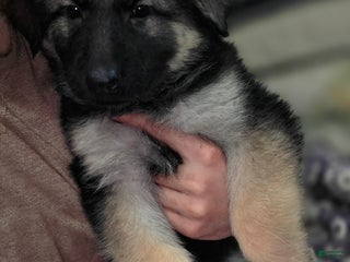 German Shepherd dogs Zara (4) - Ad 16