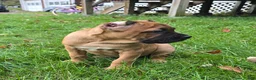 Cane Corso dogs for sale: AKC Vladimir  - Ad 2