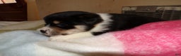 Border Collie dogs for sale: Border Collie Puppy 6 Ryly - Ad 4