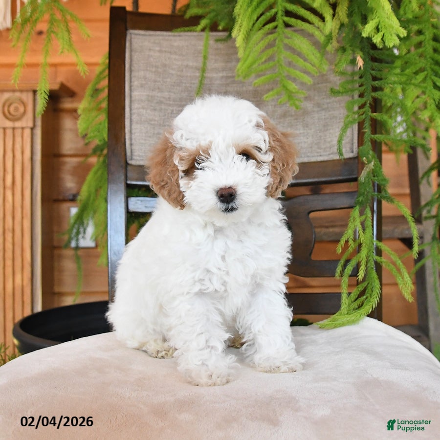 Maltipoo dogs Jem  - Ad 14