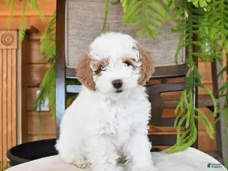 Maltipoo dogs Jem - Ad 14