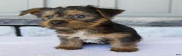 Yorkshire Terrier dogs for sale: Layla - Ad 5