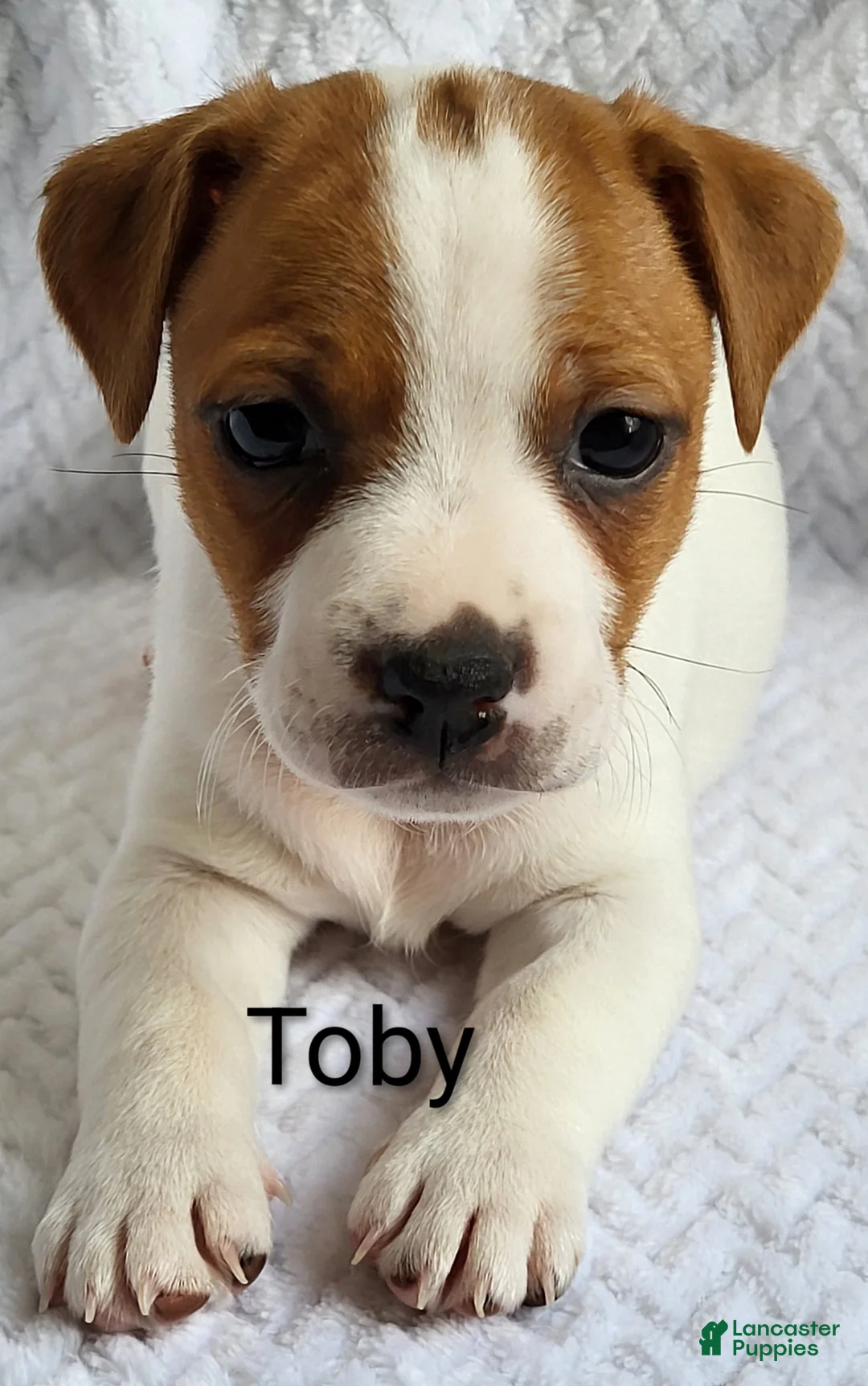 Jack Russell Terrier dogs for sale: Jack Russell Terrier Puppy 1 - Ad 2