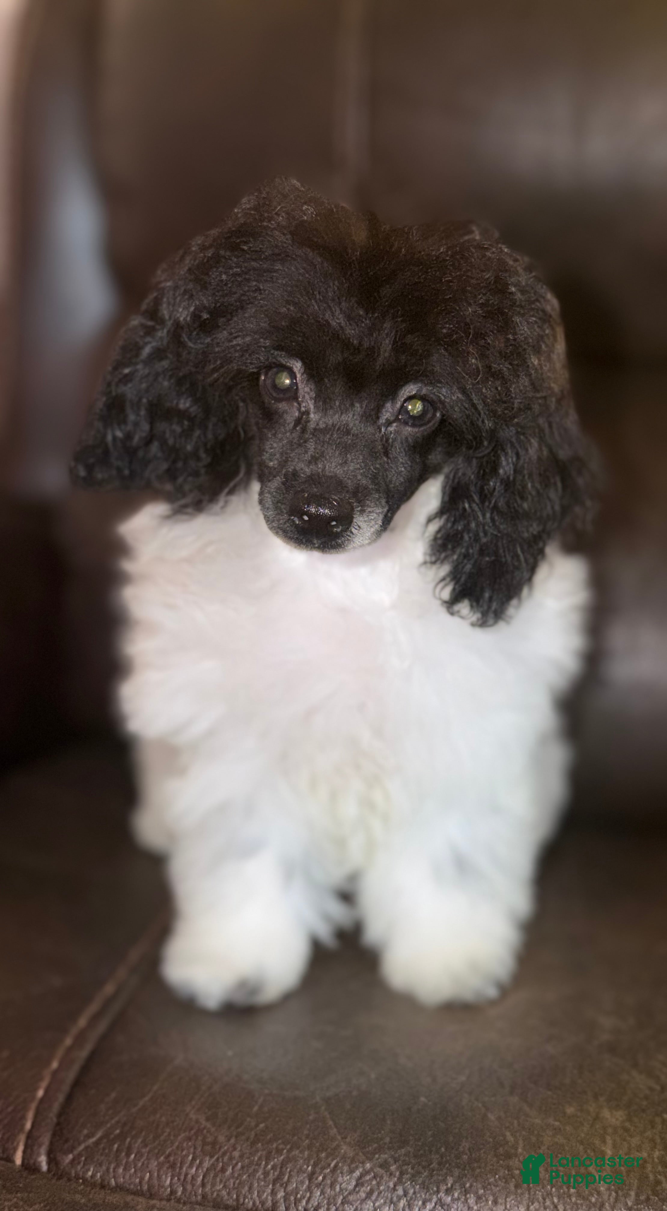 Toy Poodle dogs Luca  - Ad 1