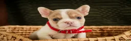 French Bulldog dogs for sale: Romeo - Ad 5
