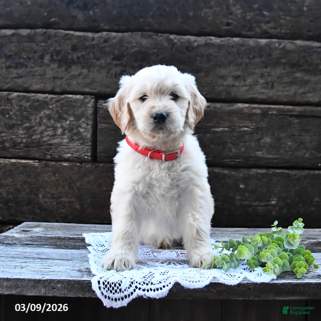 Goldendoodle dogs for sale: Buster - Ad 1