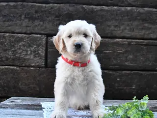Goldendoodle dogs for sale: Buster - Ad 1