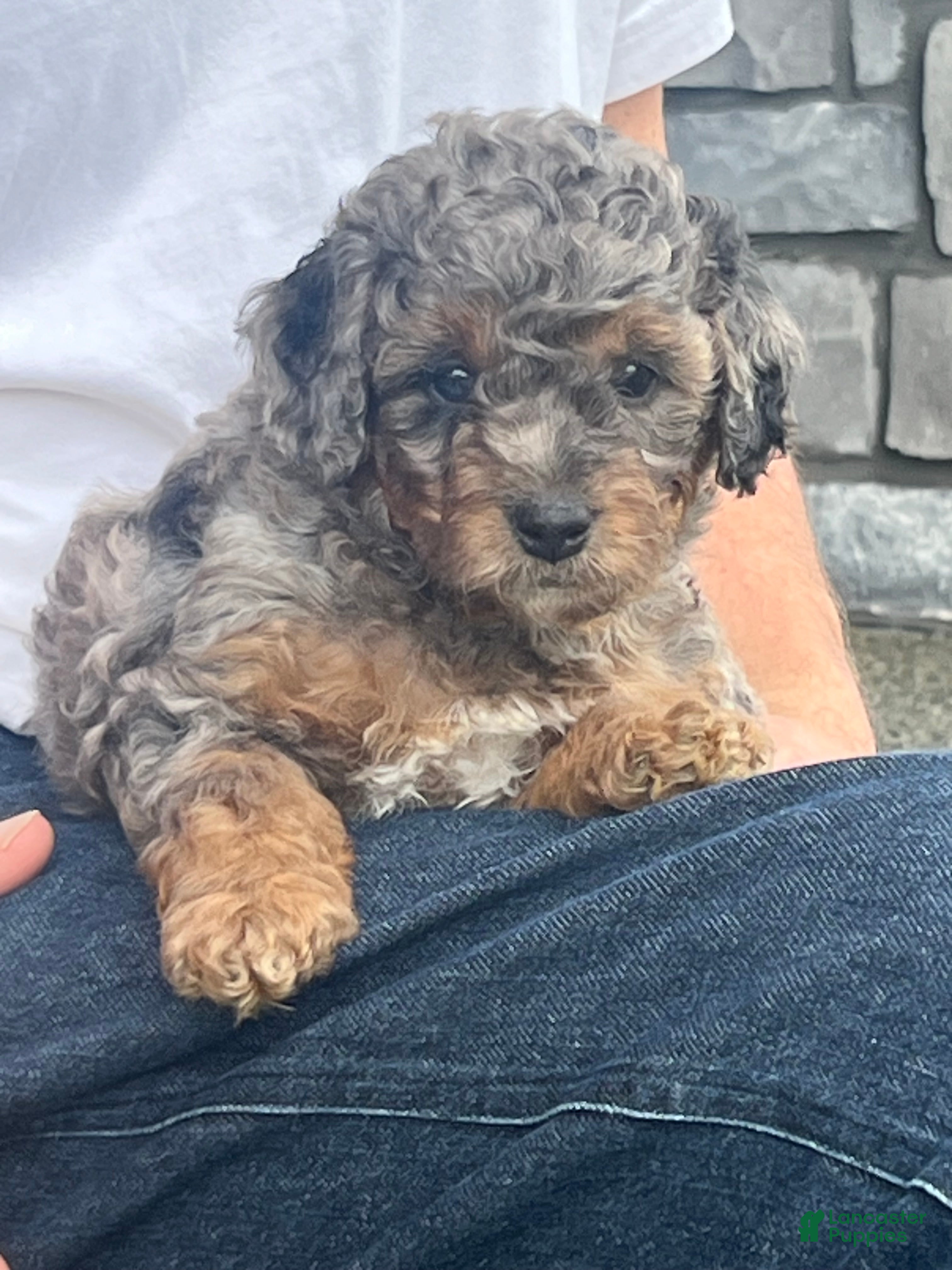 Mini Goldendoodle dogs Bourbon Mini Goldendoodle Puppy  - Ad 2