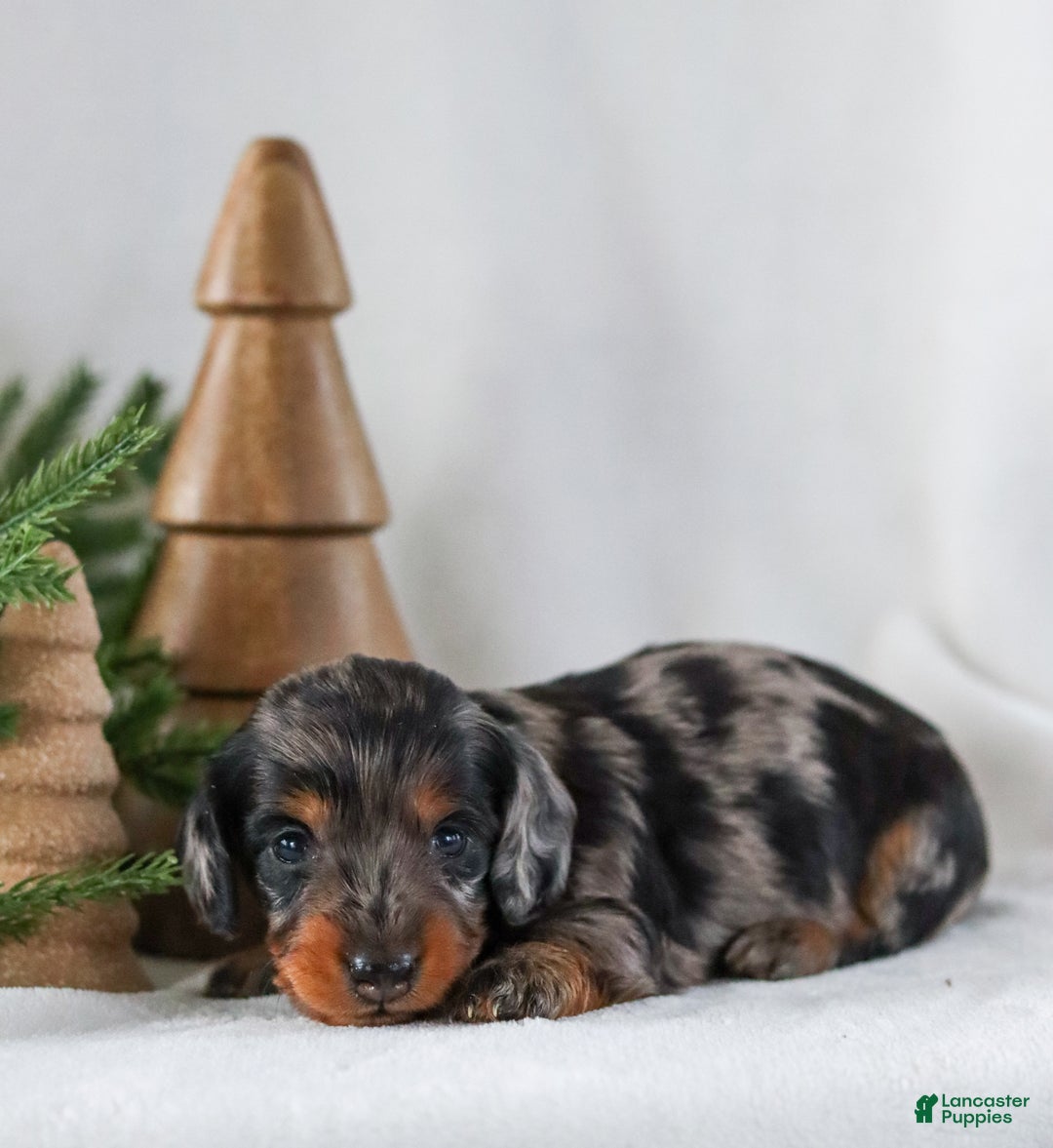 Miniature Dachshund dogs for sale: Izza - Ad 7