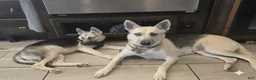 Gerberian Shepsky dogs for sale: Gerberian Shepsky Puppy 1 - Ad 4