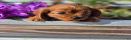 Cavalier King Charles Spaniel dogs for sale: Cavalier King Charles Spaniel 2 - Ad 17