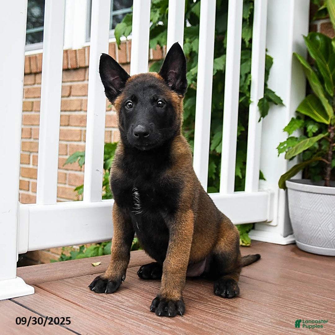Black Belgian Malinois Puppies for sale Lancaster Puppies