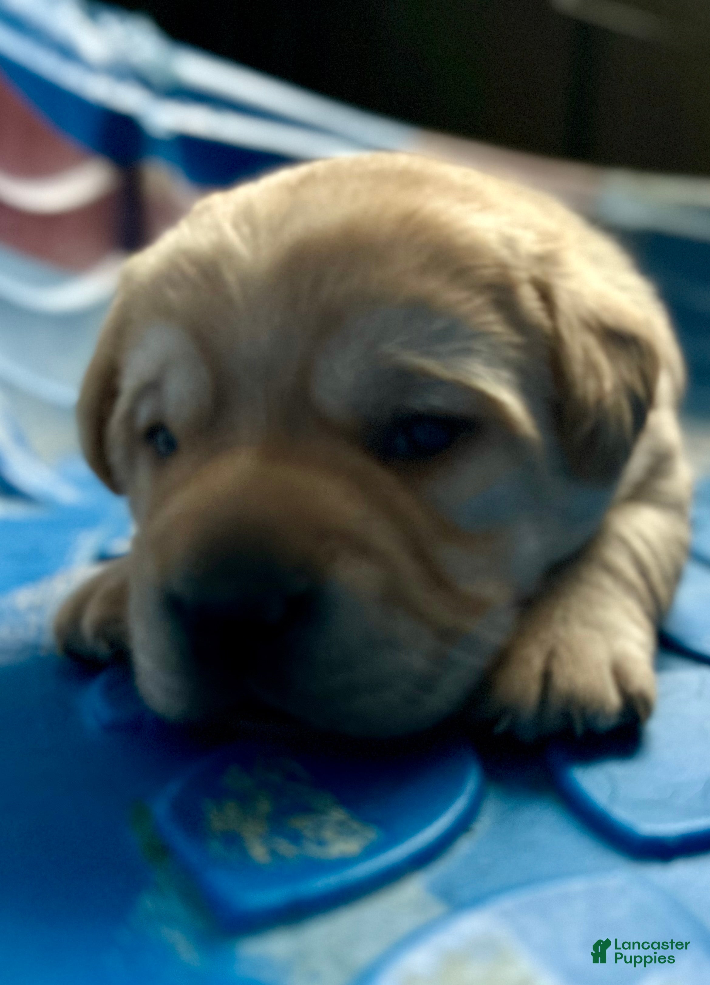 Labrador Retriever dogs Blonde - Ad 2