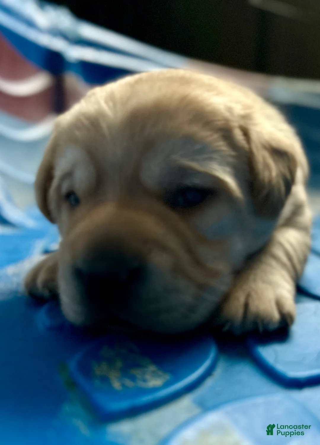 Labrador Retriever dogs for sale: Blonde - Ad 2