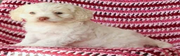 Cockapoo dogs for sale: Ellie - Ad 6