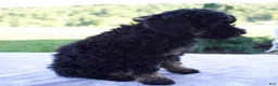 Mini Bernedoodle dogs for sale: Faith - Ad 3