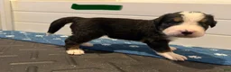 Bernese Mountain Dog dogs for sale: CamoGreen - Ad 5