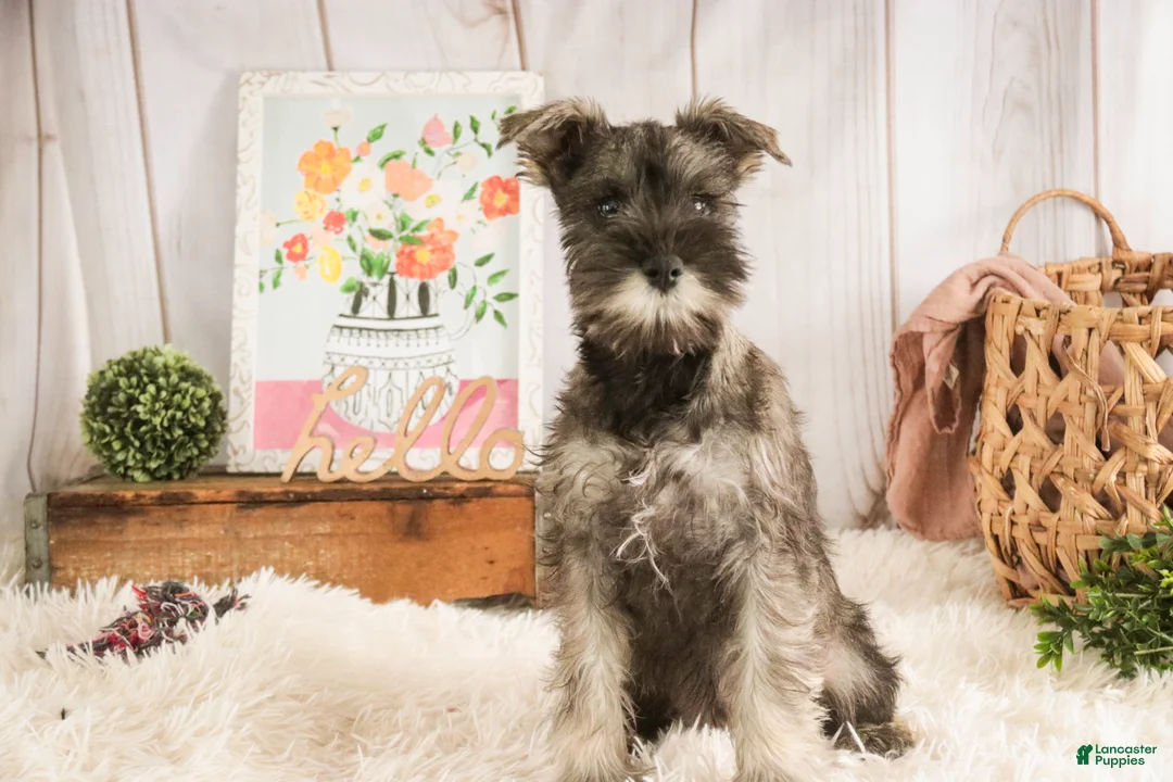 Miniature Schnauzer dogs for sale: Millie - Ad 6