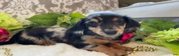 Miniature Dachshund dogs for sale: Lilly - Ad 5
