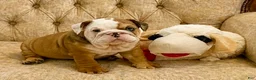 English Bulldog dogs for sale: Blue eyed Bobby - Ad 1