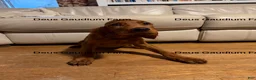 Irish Setter dogs for sale: Merida - Ad 1