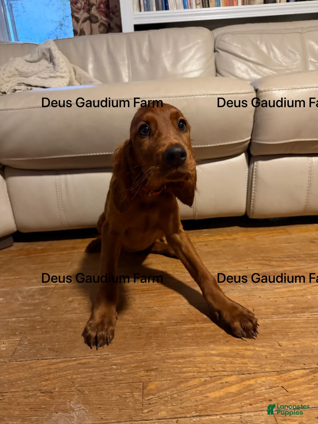 Irish Setter dogs for sale: Merida - Ad 1