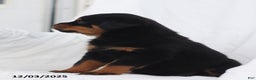 Rottweiler dogs for sale: Candy - Ad 2