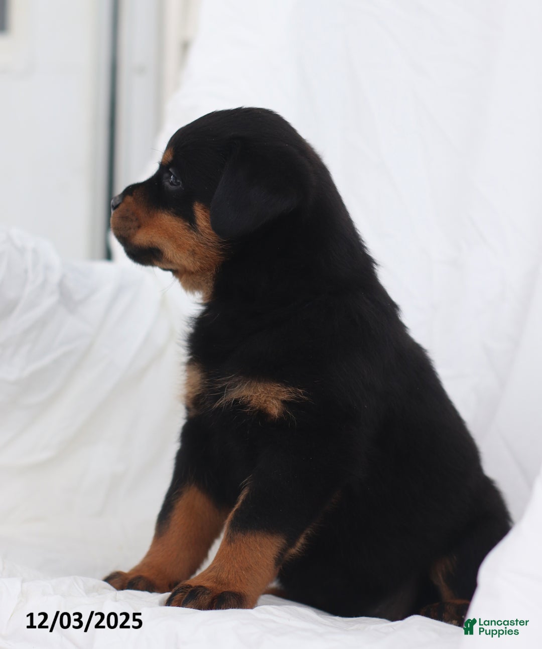 Rottweiler dogs for sale: Candy - Ad 2