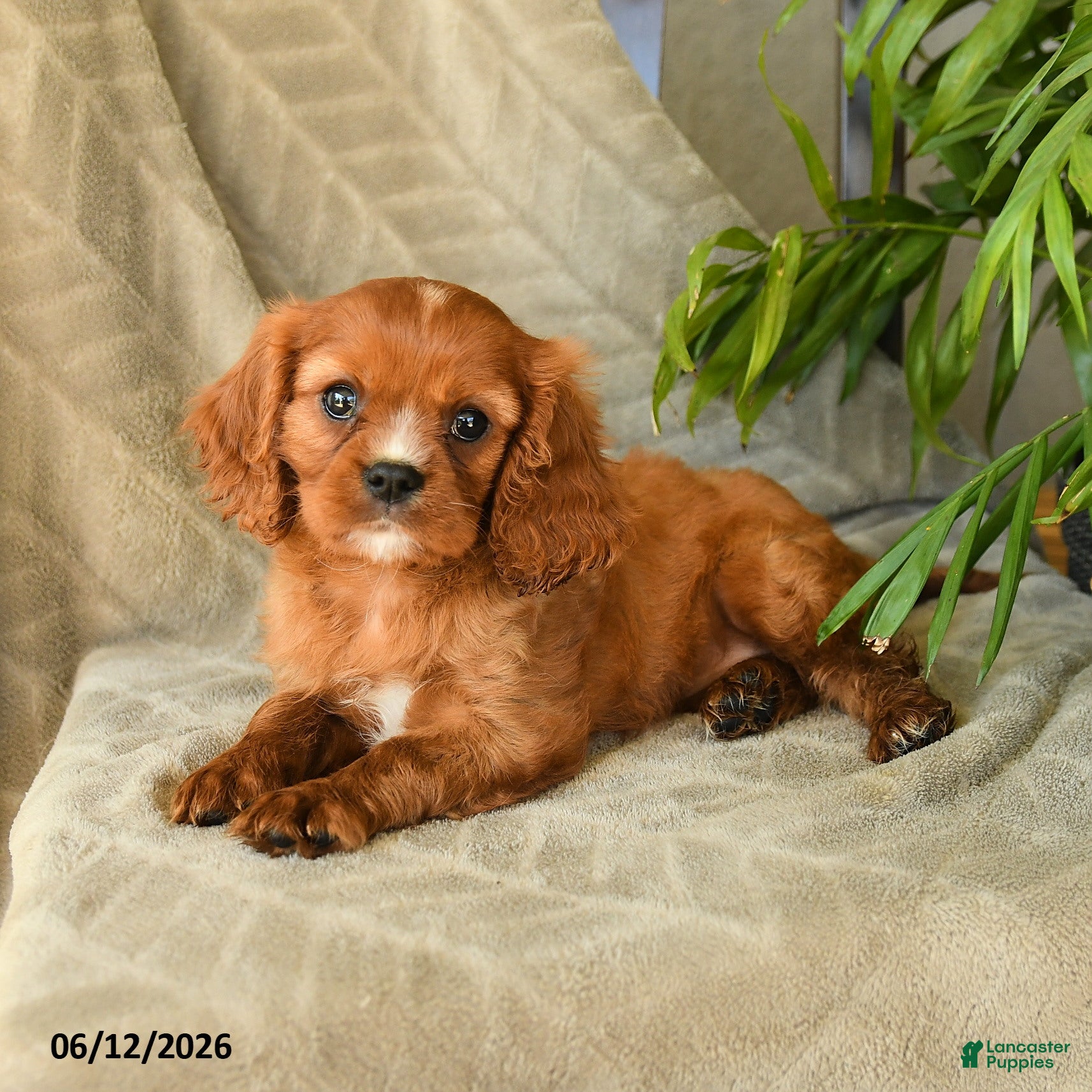 Cavalier King Charles Spaniel dogs Annabelle - Ad 2