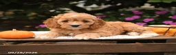 Cockapoo dogs for sale: Twinkle - Ad 4