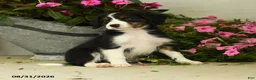 Mixed Breed dogs for sale: Koby - Ad 3