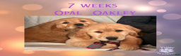 Golden Retriever dogs for sale: Oakley Golden Retriever, Male - Ad 13