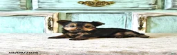 Yorkshire Terrier dogs for sale: Cooper - Ad 3