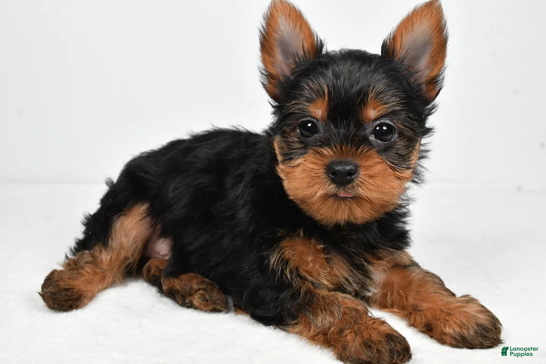 Yorkshire Terrier dogs for sale: Hannah - Ad 2