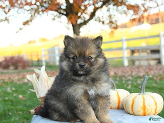 Pomeranian dogs - Ad 10