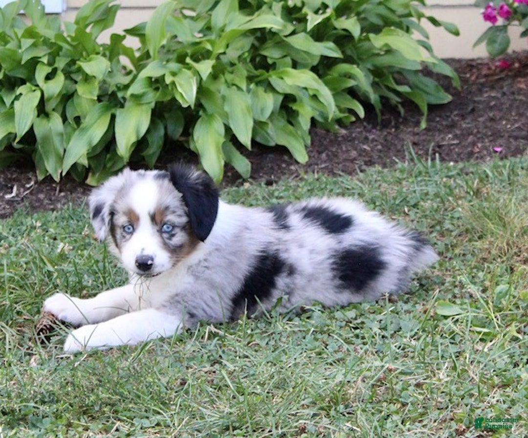 Miniature Australian Shepherd dogs for sale: Onyx - Ad 5
