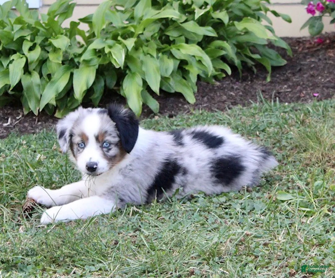 Miniature Australian Shepherd dogs for sale: Onyx - Ad 5