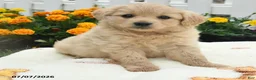 Mixed Breed dogs for sale: Fanny - Ad 1