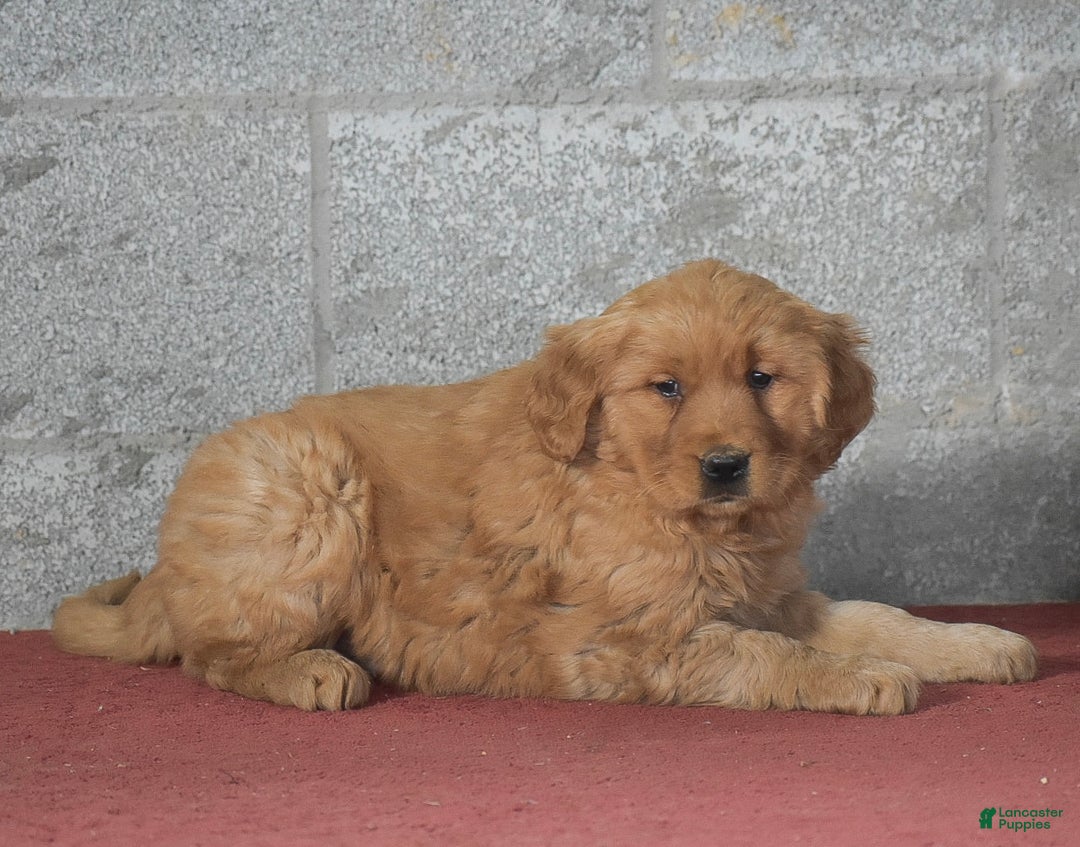 Golden Retriever dogs for sale: Darla - Ad 2