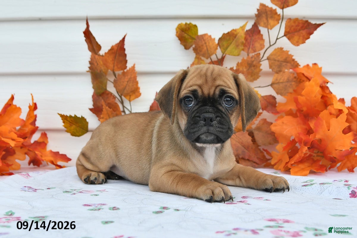 Puggle dogs Allie - Ad 1