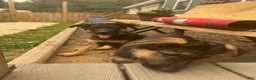 German Shepherd dogs for sale: German Shepherd 4 - Ad 3