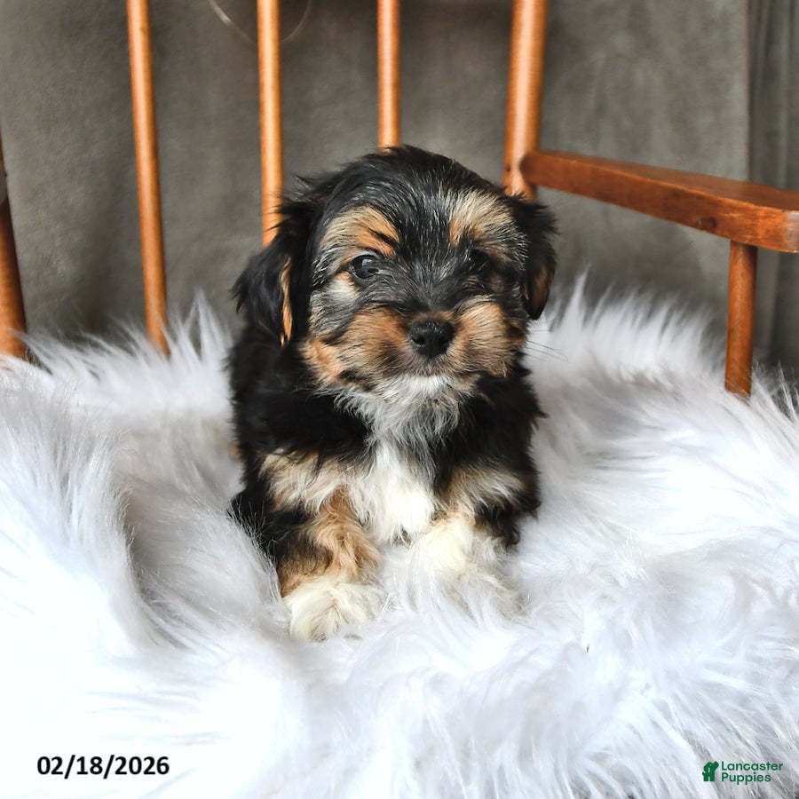 Morkie dogs Badger - Ad 2