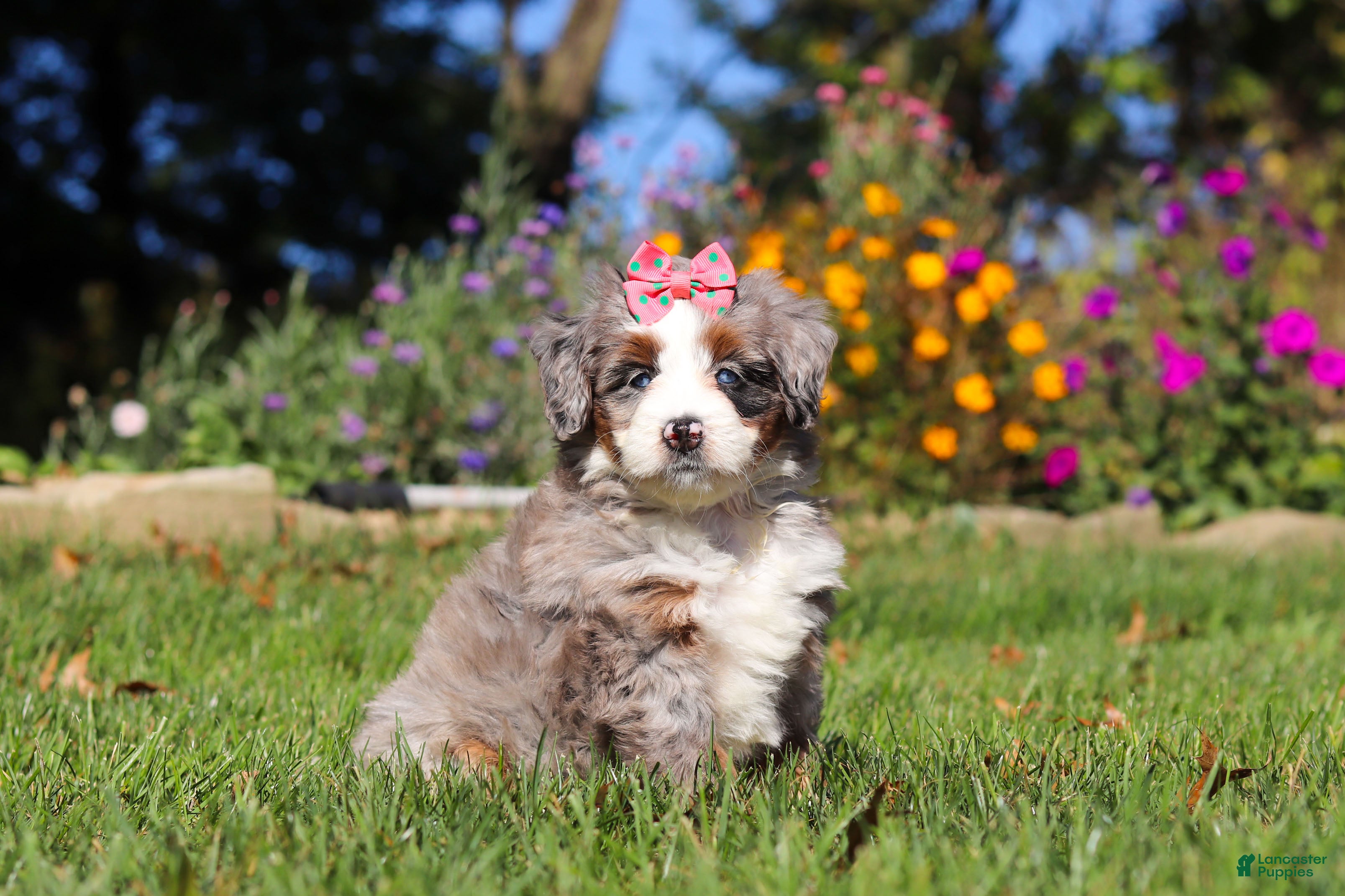 Mini Bernedoodle dogs Molly🎀 - Ad 1