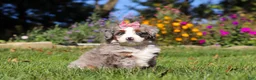 Mini Bernedoodle dogs for sale: Molly🎀 - Ad 1