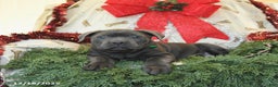 Cane Corso dogs for sale: Peaches - Ad 3